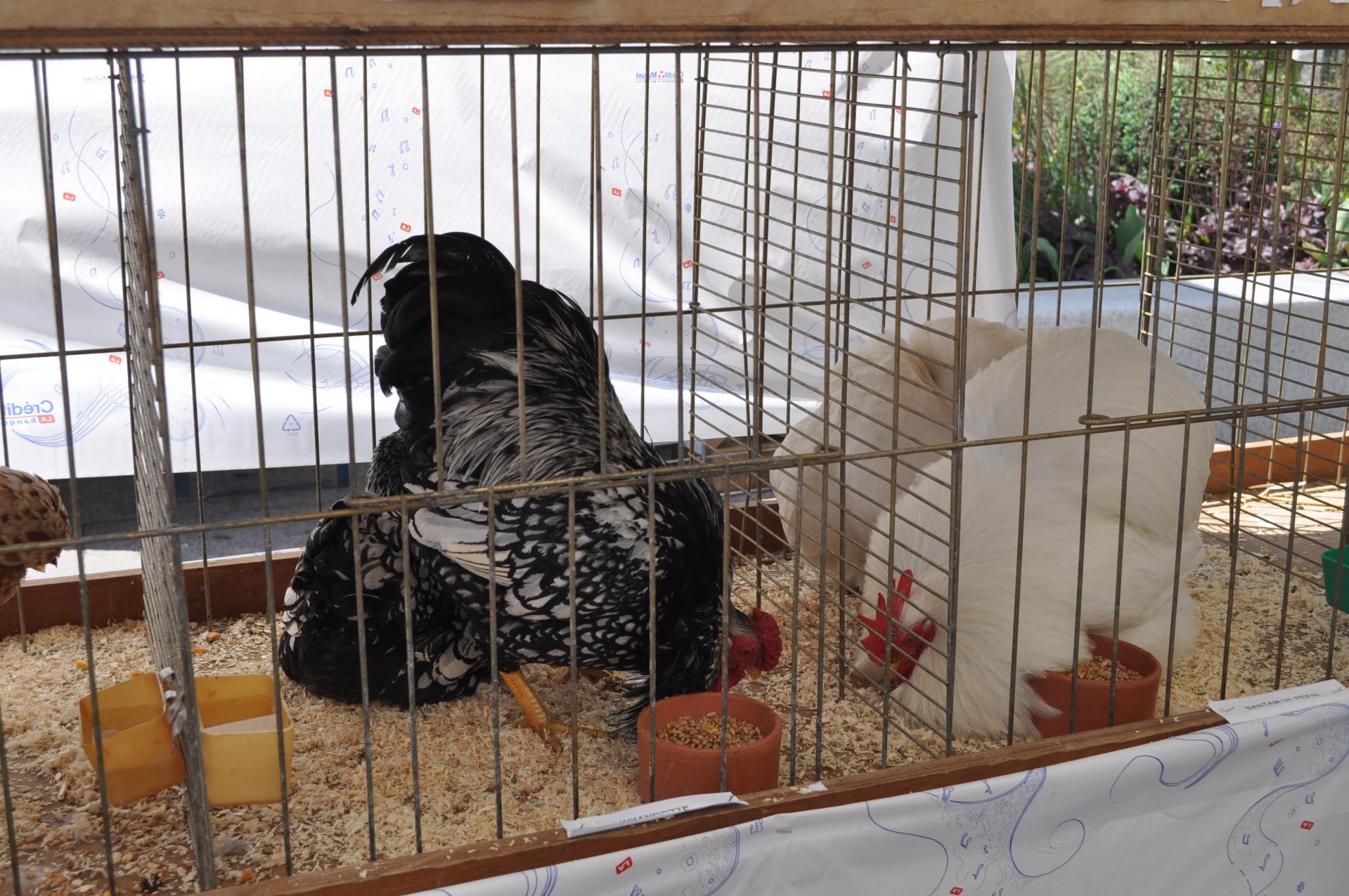 Poules ACCVO